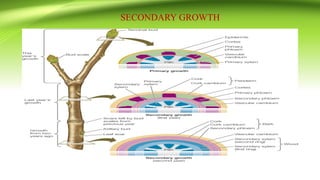 SECONDARY GROWTH
 