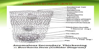 ANOMALOUS SECONDARY GROWTH
 