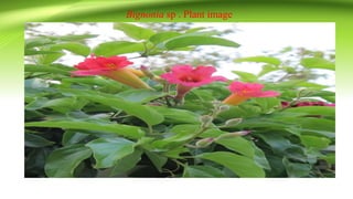 Bignonia sp . Plant image
 