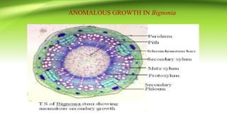 ANOMALOUS GROWTH IN Bignonia
 