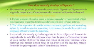 How does anomaly develop in Bignonia ?
• The anomalous growth in the secondary structure in Bignonia of Bignoniaceae is
a typical example where Cambium normal in structure but functionis abnormal.
• Here, the cambium function mostly in two ways-
• 1. Certain segments of cambia cease to produce secondary xylem; instead of that,
these segments of cambia donate secondary phloem only towards exterior.
• 2. The other segments of cambia produce secondary phloem and secondary
xylem by usual means-the secondary xylem more towards the centre and
secondary phloem towards the periphery.
• As a result, the woody cylinder appears to have ridges and furrows in
longitudinally in stele.The ridges are wider than the grooves.The camium breaks
up into a number of strips.The wider ones remain on the top of the ridges while
narrower ones remain at their bases of the grooves.In the secodary phloem
formed in the groove parallel strips of bast fibres are formed.
 