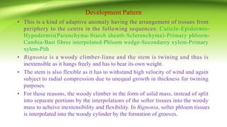 Development Pattern
• This is a kind of adaptive anomaly having the arrangement of tissues from
periphery to the centre in the following sequences: Cuticle-Epidermis-
Hypodermis(Parenchyma-Starch sheath-Sclerenchyma)-Primary phloem-
Cambia-Bast fibres interpolated-Phloem wedge-Secondarey xylem-Primary
xylem-Pith
• Bignonia is a woody climber-liane and the stem is twining and thus is
inextensible as it hangs freely and has to bear its own weight.
• The stem is also flexible as it has to withstand high velocity of wind and again
subject to radial compression due to unequal growth in thickness for twining
purposes.
• For those reasons, the woody climber in the form of solid mass, instead of split
into separate portions by the interpolations of the softer tissues into the woody
mass to acheive inextensibility and flexibility. In Bignonia, softer phloem tissues
is interpolated into the woody cylinder by the formation of grooves.
 