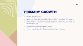 PRIMARY GROWTH
o Border- Nearly circular
o Epidermis- Uniseriate, covered with cuticle, a few multicellular hair present.
o Cortex- Outer 3-5 layer collenchyma(hypodermis) and inner layer is made up
chlorenchyma cell.
o Endodermis and Pericycle are not distinct.
o Primary vascular bundle – Conjoint, collateral, Open, Endarch.
10
 