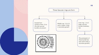 11
Three Vascular rings are form
Outside from
cambium there 15 to
20 small vascular
bundles are present
Middle ring – 6 to 14 ,
oval in shape. It help
in secondary growth
Inner ring – 2 to 3
larger vascular
bundle (medullary
ray)
The protoxylem of
these bundle face
each other (help in
secondary growth)
 