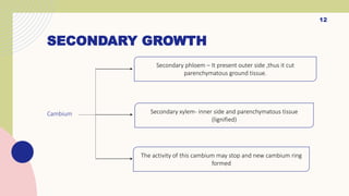 SECONDARY GROWTH
Cambium
12
Secondary phloem – It present outer side ,thus it cut
parenchymatous ground tissue.
Secondary xylem- inner side and parenchymatous tissue
(lignified)
The activity of this cambium may stop and new cambium ring
formed
 