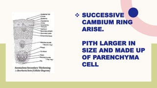 ❖ SUCCESSIVE
CAMBIUM RING
ARISE.
PITH LARGER IN
SIZE AND MADE UP
OF PARENCHYMA
CELL
 