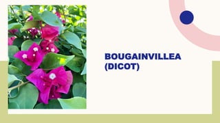 BOUGAINVILLEA
(DICOT)
 