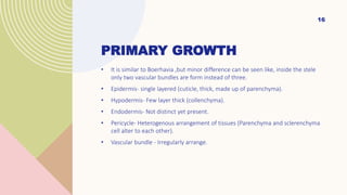 PRIMARY GROWTH
• It is similar to Boerhavia ,but minor difference can be seen like, inside the stele
only two vascular bundles are form instead of three.
• Epidermis- single layered (cuticle, thick, made up of parenchyma).
• Hypodermis- Few layer thick (collenchyma).
• Endodermis- Not distinct yet present.
• Pericycle- Heterogenous arrangement of tissues (Parenchyma and sclerenchyma
cell alter to each other).
• Vascular bundle - Irregularly arrange.
16
 