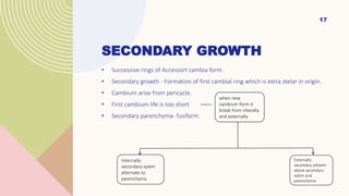 SECONDARY GROWTH
• Successive rings of Accessort cambia form.
• Secondary growth - Formation of first cambial ring which is extra stelar in origin.
• Cambium arise from pericycle.
• First cambium life is too short
• Secondary parenchyma- fusiform.
17
when new
cambium form it
break from interally
and externally
Internally-
secondary xylem
alternate to
parenchyma
Externally-
secondary phloem
above secondary
xylem and
parenchyma
 