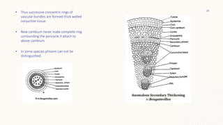 • Thus successive concentric rings of
vascular bundles are formed thick walled
conjuctive tissue.
• New cambium never make complete ring
surrounding the pericycle it attach to
above cambium
• In some species phloem can not be
distinguished.
18
 
