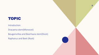 TOPIC
Introduction
Dracaena stem(Monocot)
Bougainvillea and Boerhavia stem(Dicot)
Raphanus and Beet (Root)
2
 
