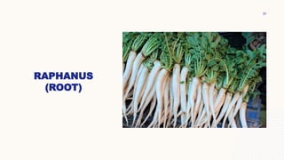 RAPHANUS
(ROOT)
20
 