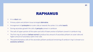 RAPHANUS
• It is a dicot root.
• Primary xylem and phloem tissue arranged alternative.
• Arrangement of protoxylem on outer side pr towards the cortex. It is called exarch.
• During secondary growth the cells of pericycle convert in cambium.
• The cells of upper portion of the xylem and cells of lower protion of phloem convert in cambium ring.
• The first ring of cambium behave normal it produce less amount of secondary phloem on outer side and
higher amount of secondary xylem inner side.
• The parenchymatous cells of the secondary phloem produced remaining all cambium ring it is known as a
accessory cambium.
21
 