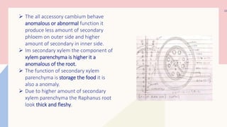 ➢ The all accessory cambium behave
anomalous or abnormal function it
produce less amount of secondary
phloem on outer side and higher
amount of secondary in inner side.
➢ Im secondary xylem the component of
xylem parenchyma is higher it a
anomalous of the root.
➢ The function of secondary xylem
parenchyma is storage the food it is
also a anomaly.
➢ Due to higher amount of secondary
xylem parenchyma the Raphanus root
look thick and fleshy.
22
 