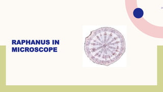 RAPHANUS IN
MICROSCOPE
23
 