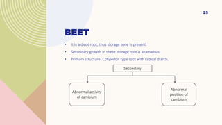 BEET
• It is a dicot root, thus storage zone is present.
• Secondary growth in these storage root is anamalous.
• Primary structure- Cotyledon type root with radical diarch.
25
Secondary
Abnormal activity
of cambium
Abnormal
position of
cambium
 