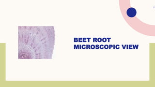 BEET ROOT
MICROSCOPIC VIEW
27
 