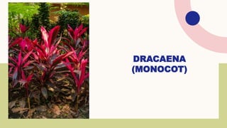 DRACAENA
(MONOCOT)
 