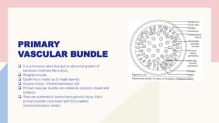 PRIMARY
VASCULAR BUNDLE
❑ It is a monocot plant but due to abnormal growth of
cambium it behave like a dicot.
❑ Roughly circular
❑ Epidermis is made up of single layered.
❑ Ground tissue – Parenchyamatous cell.
❑ Primary vascular bundle are collateral, conjoint, closed and
endarch.
❑ They are scattered in parenchyma ground tissue. Each
primary bundle is enclosed with thick-walled
sclerenchymatous sheath.
 