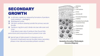 SECONDARY
GROWTH
❑ In old stem, epidermis replaced by formation of periderm
(cork cambium – phellogen).
❑ Multilayered cortex.
❑ Old stem cambium develop outside the primary vascular
bundle.
❑ Cambium ring form and it divide into two side outer and
inner:
if talk about outer side of cambium then found little
parenchyma and conjunctive tissue is present inner side.
❑ Special type of stele present in dracaena such as
Concentric Amphivasal vascular bundle( means secondary
phloem inner side and secondary phloem outside )
 