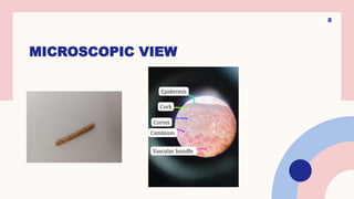 MICROSCOPIC VIEW
8
 