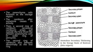 • The parenchyma cells
function as the storage
region.
• The cambium after
sometime ceases its
activity.
• Then, a second ring of
cambium (accessory
cambium) arises just
outside the first (from the
phloem parenchyma cells
or outer ring of
pericycle).
• The second ring of
cambium also behaves
abnormally as the first
ring.
 