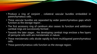 • Produce a ring of conjoint , collateral vascular bundles embedded in
parenchymatous cells .
• These vascular bundles are separated by wider parenchymatous gaps which
function as the storage region .
• The first accessory ring of cambium also ceases its function and additional
cambial rings are successively formed .
• Towards the later stages , the developing cambial rings enclose a few layers
of pericycle cells with are meristematic in nature.
• These meristematic cells divide rapidly to form multilayered parenchymatous
cells.
• These parenchymatous cells function as the storage region.
 