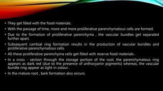 • They get filled with the food materials.
• With the passage of time, more and more proliferative parenchymatous cells are formed.
• Due to the formation of proliferative parenchyma , the vascular bundles get separated
further apart.
• Subsequent cambial ring formation results in the production of vascular bundles and
proliferative parenchymatous cells.
• All these proliferative parenchyma cells get filled with reserve food materials .
• In a cross - section through the storage portion of the root, the parenchymatous ring
appears as dark red (due to the presence of anthocyanin pigments) whereas, the vascular
bundle ring appear as light in colour .
• In the mature root , bark formation also occurs.
 