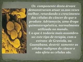 Os  componente desta árvore  demonstraram atuar 10.000 vezes melhor, retardando o crescimento das células do câncer do que o produto  Adriamycin, uma droga quimioterapêutica, normalmente utilizada no mundo.   E o que é  todavia mais assombro-so: este tipo de terapia, com o extrato  de Graviola, ou Guanábana, destrói  somente as células malignas do câncer e  não afeta as células sãs.  