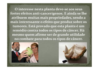 O interesse nesta planta deve-se aos seus
fortes efeitos anti-cancerígenos. E ainda se lhe
 atribuem muitas mais propriedades, sendo a
mais interessante o efeito que produz sobre os
  tumores. Está provado que esta planta é um
  remédio contra todos os tipos de câncer. Há
 mesmo quem afirme ser de grande utilidade
   no combate para todos os tipos de câncer.
 