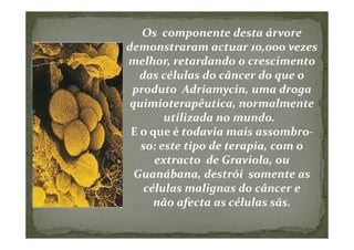 Os componente desta árvore
demonstraram actuar 10,000 vezes
melhor, retardando o crescimento
   das células do câncer do que o
 produto Adriamycin, uma droga
 quimioterapêutica, normalmente
        utilizada no mundo.
 E o que é todavia mais assombro-
   so: este tipo de terapia, com o
      extracto de Graviola, ou
  Guanábana, destrói somente as
    células malignas do câncer e
      não afecta as células sãs.
 
