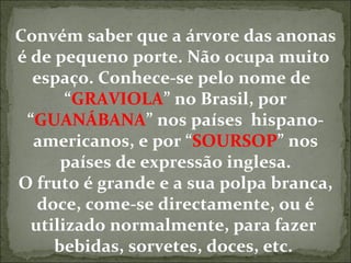 Convém saber que a árvore das anonas é de pequeno porte. Não ocupa muito  espaço. Conhece-se pelo nome de  “ GRAVIOLA ” no Brasil, por “ GUANÁBANA ” nos países  hispano-americanos, e por “ SOURSOP ” nos países de expressão inglesa. O fruto é grande e a sua polpa branca, doce, come-se directamente, ou é utilizado normalmente, para fazer  bebidas, sorvetes, doces, etc.  