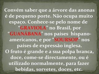 Convém saber que a árvore das anonas 
é de pequeno porte. Não ocupa muito 
espaço. Conhece-se pelo nome de 
“GRAVIOLA” no Brasil, por 
“GUANÁBANA” nos países hispano-americanos, 
e por “SOURSOP” nos 
países de expressão inglesa. 
O fruto é grande e a sua polpa branca, 
doce, come-se directamente, ou é 
utilizado normalmente, para fazer 
bebidas, sorvetes, doces, etc. 
 
