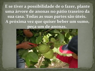 E se tiver a possibilidade de o fazer, plante 
uma árvore de anonas no pátio traseiro da 
sua casa. Todas as suas partes são úteis. 
A próxima vez que quiser beber um sumo, 
peça um de anonas. 
 