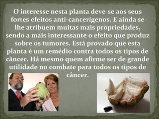 O interesse nesta planta deve-se aos seus 
fortes efeitos anti-cancerígenos. E ainda se 
lhe atribuem muitas mais propriedades, 
sendo a mais interessante o efeito que produz 
sobre os tumores. Está provado que esta 
planta é um remédio contra todos os tipos de 
câncer. Há mesmo quem afirme ser de grande 
utilidade no combate para todos os tipos de 
câncer. 
 