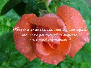 Olhai as aves do céu; não semeiam nem ceifam,
mas nosso pai celestial as alimenta.
= É a lição do desprendimento =
 
