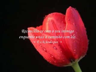 Reconcilia-te com o teu inimigo
enquanto estás a caminho com ele.
= É a lição da paz =
 