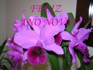 FELIZ
ANO NOVO!
 