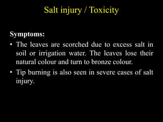 Salt injury / Toxicity
Symptoms:
• The leaves are scorched due to excess salt in
soil or irrigation water. The leaves lose their
natural colour and turn to bronze colour.
• Tip burning is also seen in severe cases of salt
injury.
 