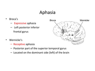 Aphasia
• Broca’s
– Expressive aphasia
– Left posterior inferior
frontal gyrus
• Wernicke’s
– Receptive aphasia
– Posterior part of the superior temporal gyrus
– Located on the dominant side (left) of the brain
 