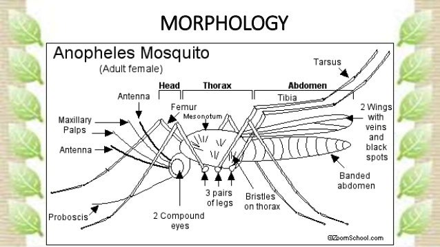 Anopheles Mosquito Anopheles Mosquito