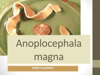 Anoplocephala
magna
 