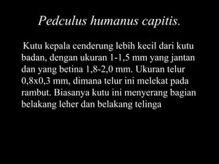 Pedculus humanus capitis.
Kutu kepala cenderung lebih kecil dari kutu
badan, dengan ukuran 1-1,5 mm yang jantan
dan yang betina 1,8-2,0 mm. Ukuran telur
0,8x0,3 mm, dimana telur ini melekat pada
rambut. Biasanya kutu ini menyerang bagian
belakang leher dan belakang telinga
 