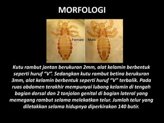 MORFOLOGI
Kutu rambut jantan berukuran 2mm, alat kelamin berbentuk
seperti huruf “V”. Sedangkan kutu rambut betina berukuran
3mm, alat kelamin berbentuk seperti huruf “V” terbalik. Pada
ruas abdomen terakhir mempunyai lubang kelamin di tengah
bagian dorsal dan 2 tonjolan genital di bagian lateral yang
memegang rambut selama melekatkan telur. Jumlah telur yang
diletakkan selama hidupnya diperkirakan 140 butir.
 