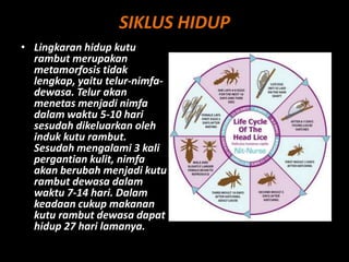 SIKLUS HIDUP
• Lingkaran hidup kutu
rambut merupakan
metamorfosis tidak
lengkap, yaitu telur-nimfa-
dewasa. Telur akan
menetas menjadi nimfa
dalam waktu 5-10 hari
sesudah dikeluarkan oleh
induk kutu rambut.
Sesudah mengalami 3 kali
pergantian kulit, nimfa
akan berubah menjadi kutu
rambut dewasa dalam
waktu 7-14 hari. Dalam
keadaan cukup makanan
kutu rambut dewasa dapat
hidup 27 hari lamanya.
 