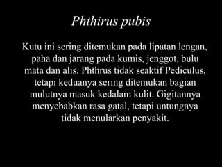 Phthirus pubis
Kutu ini sering ditemukan pada lipatan lengan,
paha dan jarang pada kumis, jenggot, bulu
mata dan alis. Phthrus tidak seaktif Pediculus,
tetapi keduanya sering ditemukan bagian
mulutnya masuk kedalam kulit. Gigitannya
menyebabkan rasa gatal, tetapi untungnya
tidak menularkan penyakit.
 