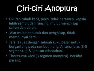Ciri-ciri Anoplura
• Ukuran tubuh kecil, pipih, tidak bersayap, kepala
lebih sempit dan runcing, mulut menghisap
cairan dan darah.
• Alat mulut penusuk dan penghisap, tidak
mempunyai cerci.
• Tarsi 1 ruas dengan sebuah kuku besar untuk
bergantung pada rambut inang. Antena jelas (3-5
segmen). ♂ & ♀ sukar dibedakan.
• Thorax-nya kecil (3 segmen menyatu). Bersifat
parasit.
 