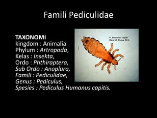 Famili Pediculidae
TAXONOMI
kingdom : Animalia
Phylum : Artropoda,
Kelas : Insekta,
Ordo : Phthiraptera,
Sub Ordo : Anoplura,
Famili : Pediculidae,
Genus : Pediculus,
Spesies : Pediculus Humanus capitis.
 