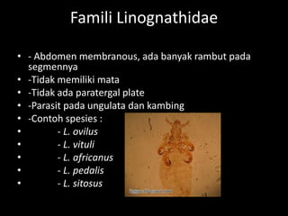 Famili Linognathidae
• - Abdomen membranous, ada banyak rambut pada
segmennya
• -Tidak memiliki mata
• -Tidak ada paratergal plate
• -Parasit pada ungulata dan kambing
• -Contoh spesies :
• - L. ovilus
• - L. vituli
• - L. africanus
• - L. pedalis
• - L. sitosus
 
