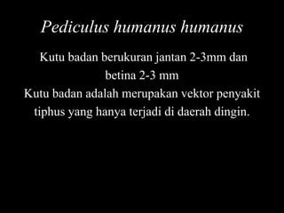 Pediculus humanus humanus
Kutu badan berukuran jantan 2-3mm dan
betina 2-3 mm
Kutu badan adalah merupakan vektor penyakit
tiphus yang hanya terjadi di daerah dingin.
 